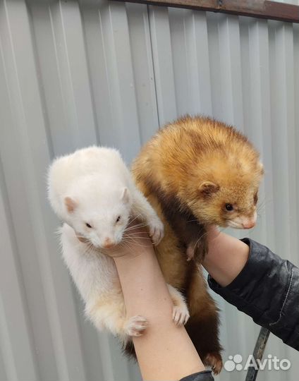 Клёвые хорьки. Хорёк. Доставка