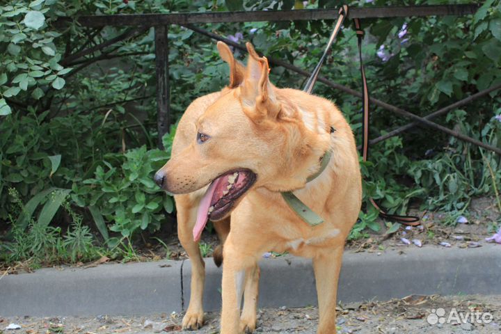 Рыжая малышка в поисках семьи
