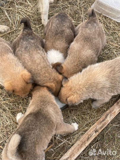 Щенки в добрые руки в частный дом