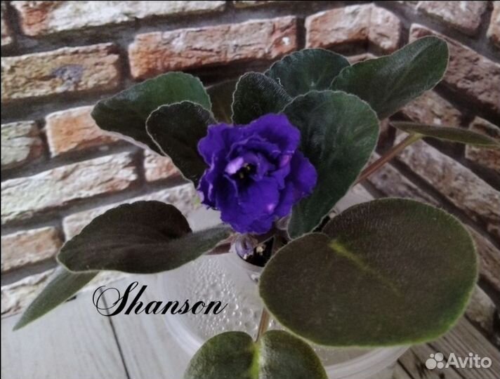 Фиалки стартеры