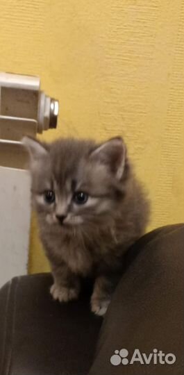 Котятки