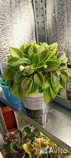 Фиалка мини трейлер