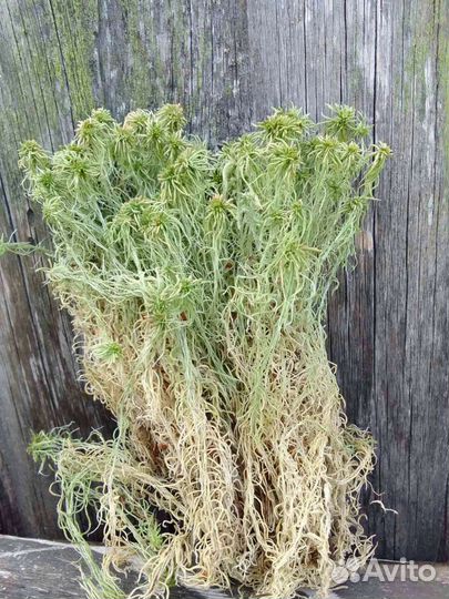 Мох Сфагнум