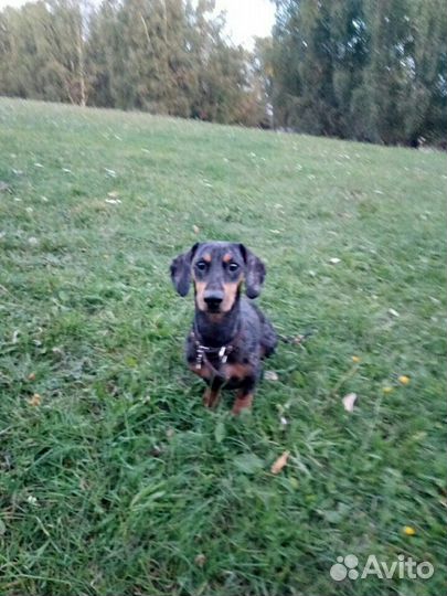 Такса вязка