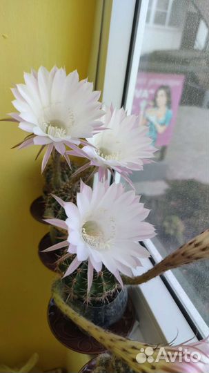 Кактус Эхинопсис