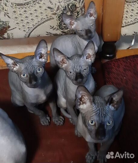 Канадский сфинкс котята