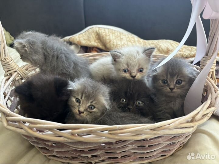 Отдам котят