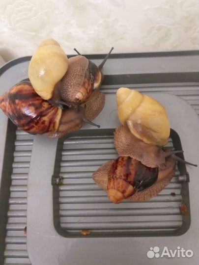 Улитка архахатина F2 иктерика страйп