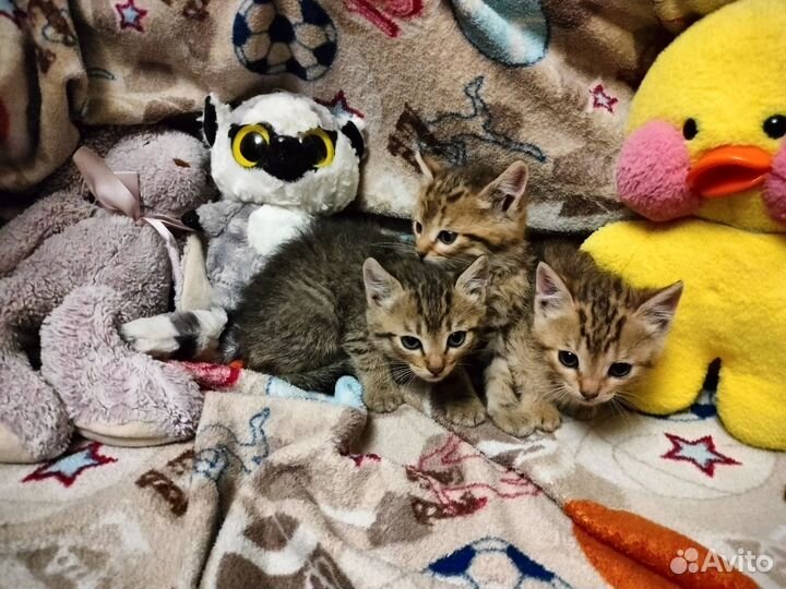 Котята метис шотландской