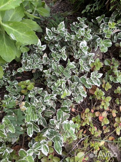 Кизильник Даммера.Стефанандра.бересклет.Дерен