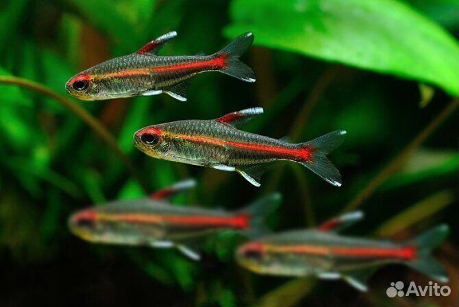 Аквариумные рыбки и растения