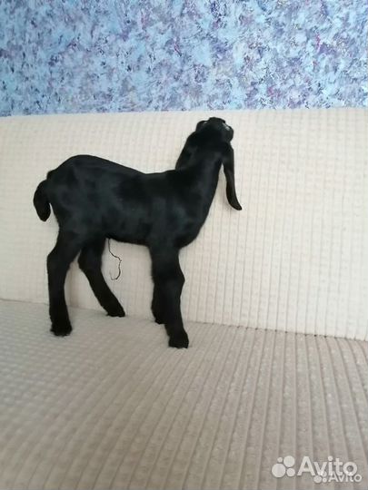 Англо нубийские козлята