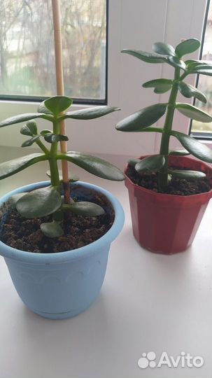 Цветок толстянка/Денежное дерево