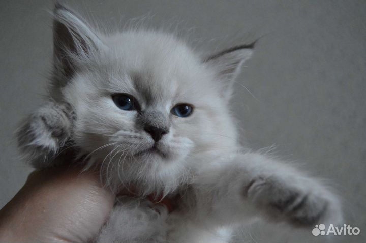 Невская маскарадная