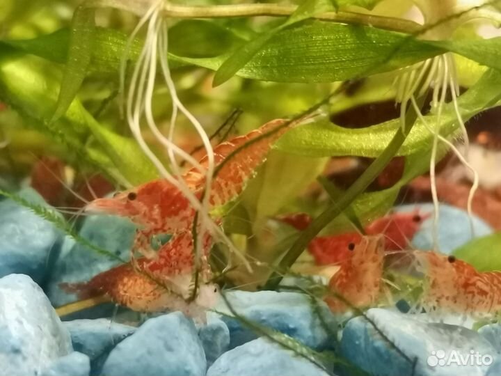 Рыба, креветки