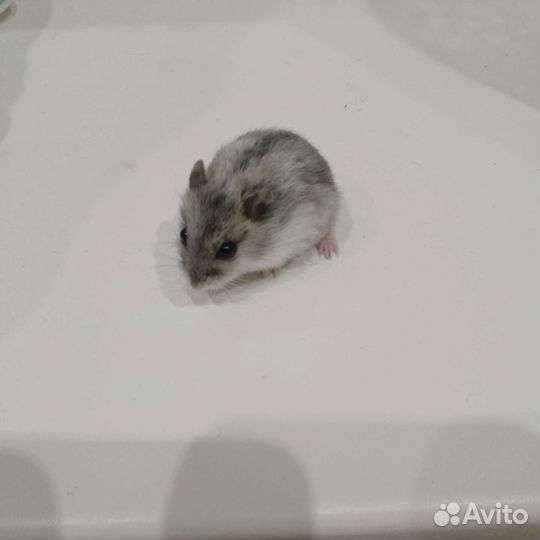 Джунгарский хомяк мальчик