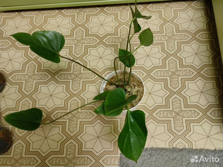 Антуриумы сортовые и другие комнатные цветы