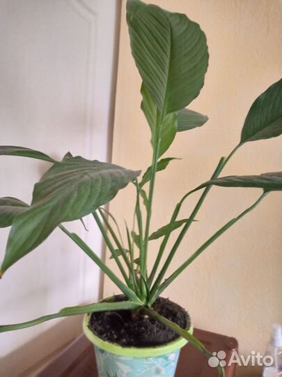 Спатифиллум