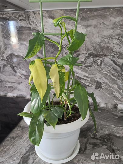 Филодендрон