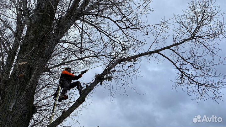 Спил деревьев, вывоз деревьев, расчистка участков