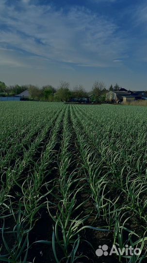 Чеснок семенной оригинальный