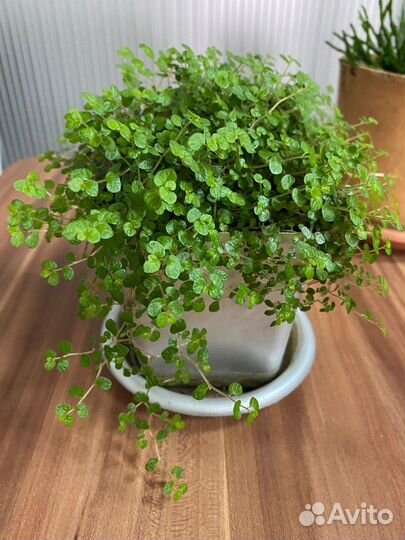 Комнатные домашние растения