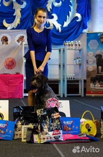 Услуги Проф.Хендлера, подготовка к выставкам