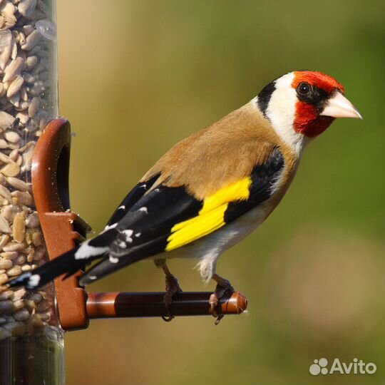 Выстовочная клетка для элитных голубей