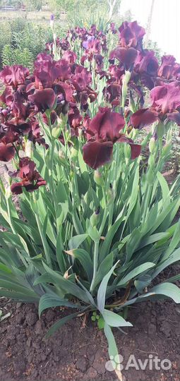Ирисы