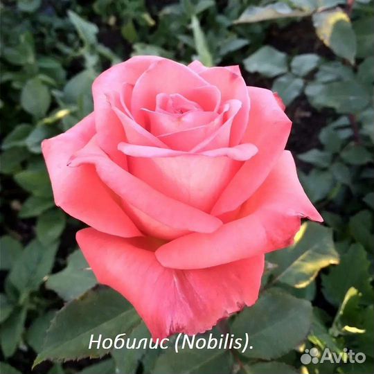 Роза 