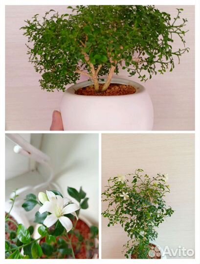 Мурайя мин а мин дварфт, мин а мин Компакта и друг