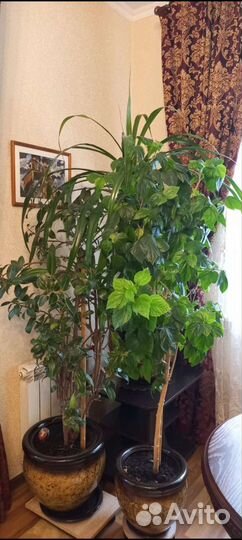 Комнатные цветы