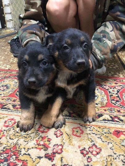 Девчули вео щенки