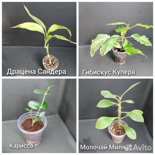 Комнатные растения