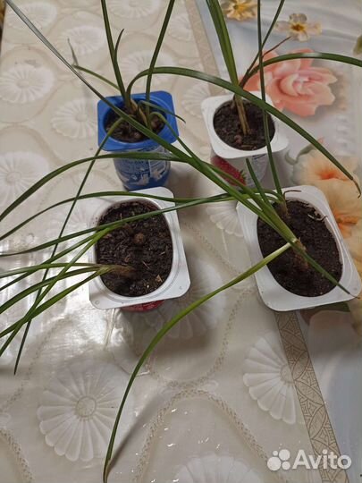 Зефирантес выскочка белый