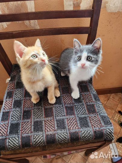 Котята в добрые руки бесплатно