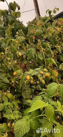 Саженцы жёлтой малины