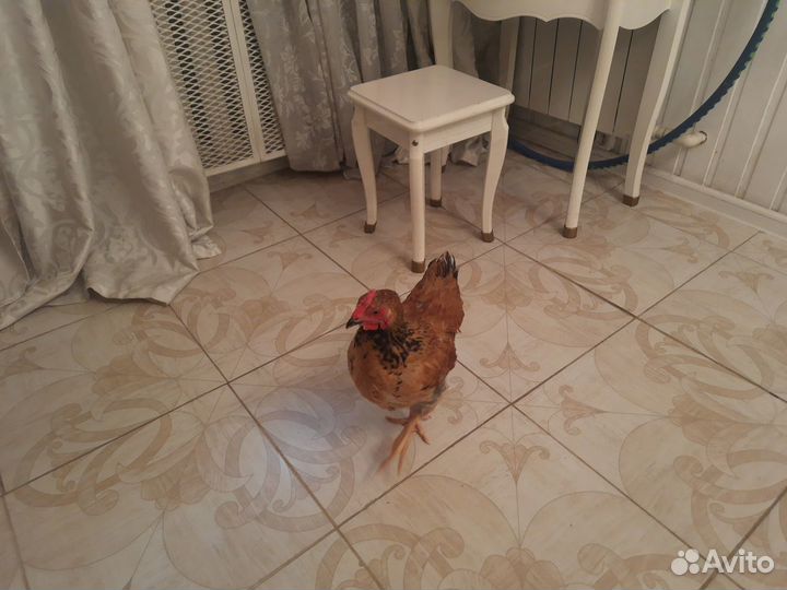 Молодые петухи