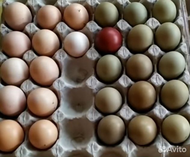 Яйцо инкубационное породных кур, помесь и цыплята