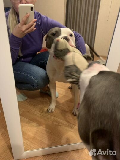 Домашняя передержка собак, выгул