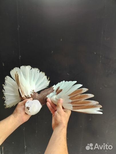 Николаевские голуби Донецкой селекции и мелитополь