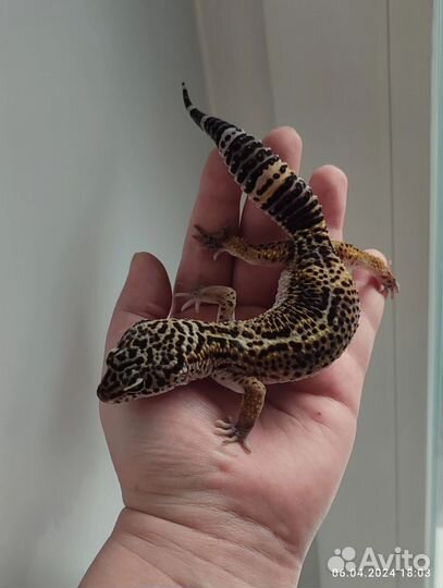 Эублефар Black Night