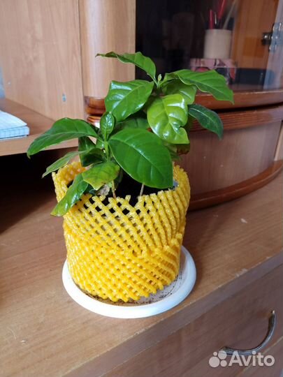 Арабика кофе