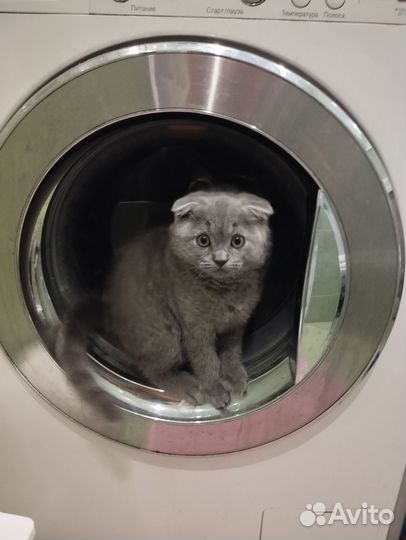 Передержку животных