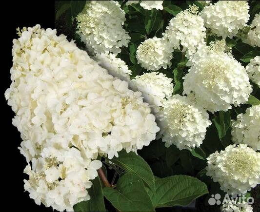 Гортензия метельчатая