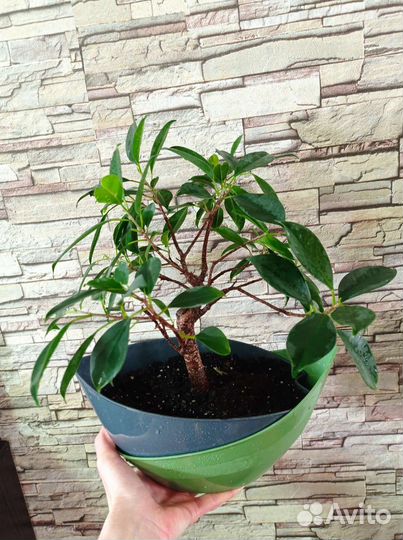 Фикус бонсай