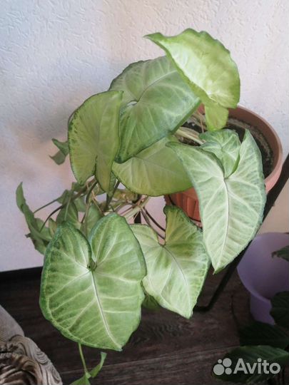 Эписция, бегония, сингониум