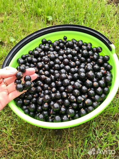 Смородина саженцы