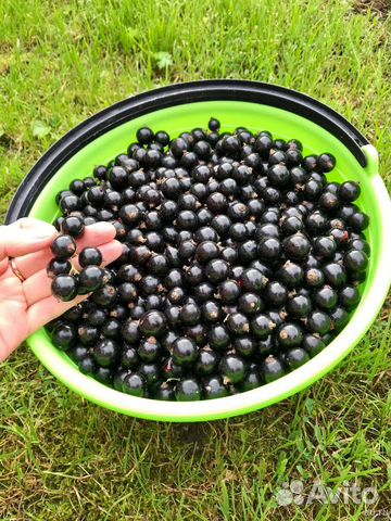 Смородина саженцы