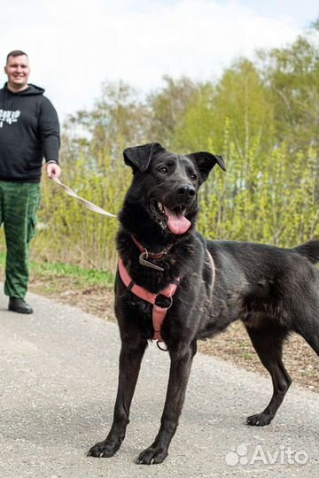 Вуди ждёт друга (Собака из приюта)